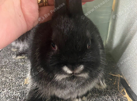 Baby fox dwarf male