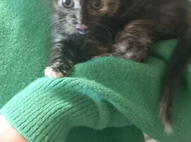 2 Litters of beautiful kittens