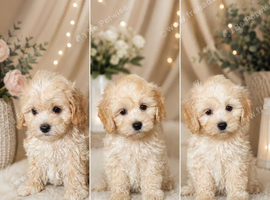 Asian Maltipoo puppies
