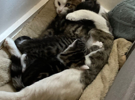 3 kittens available