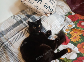 Cat male