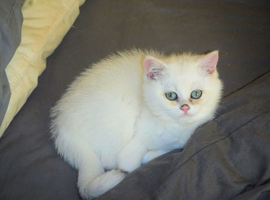 READY NOW 2 GCCF Regd Golden Shaded/Tipped British Short Hair Females