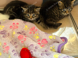 Kittens
