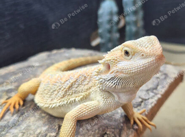 cb26 Bearded Dragon for sale