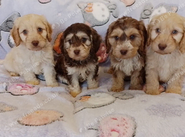 Cockapoo