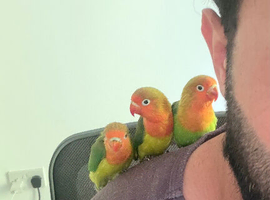 Silly Tame Lovebird Chicks