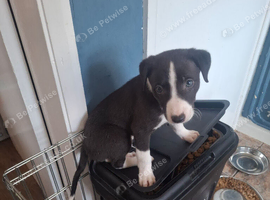 Whippet x lurcher puppy