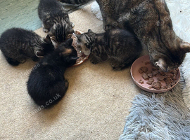 Kitten