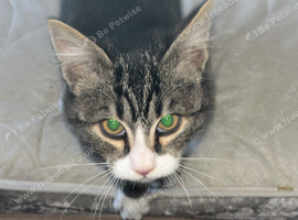 6 month old tabby kitten