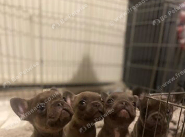 4 male French bulldogs