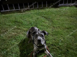 Female cane corso