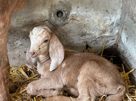 3/4 Anglo Nubian 1/4 Angora
