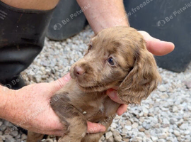Adorable cocker spaniel puppies