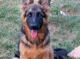 FEMALE GERMAN SHEPHERD PUPPY