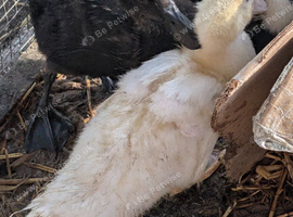 3x Cayuga Ducks for &pound;30