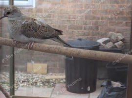 Beautiful Pair of Diamond Dove's For sale