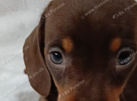 PRA, HEALTH CHECKED, ADORABLE MINIATURE DASHSHOUNDS