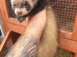 Boy ferret and double hutch