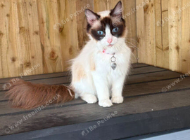 TICA 14 month female ragdoll