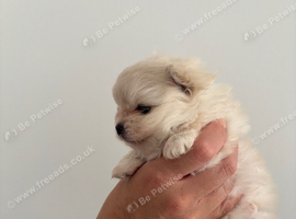 Xs Pomeranian pup