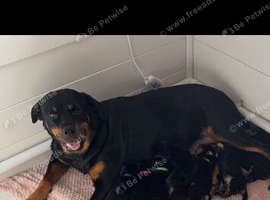 Rottweiler puppies