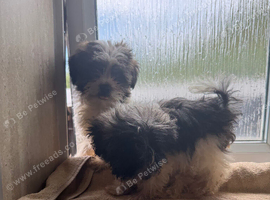 Two gorgeous puppy&rsquo;s