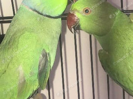 Breeding pair of Indian Ringnecks