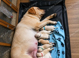 5 beautiful male Labrador puppies