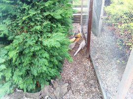 Yellow Golden Pheasants