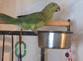 indian ringneck