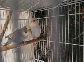 Dunfallow split bf breeding pair