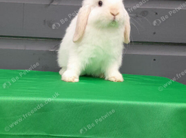 Mini lop rabbit ready now