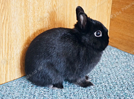 Netherland Dwarf Doe