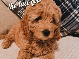 Sweet mini Goldendoodle