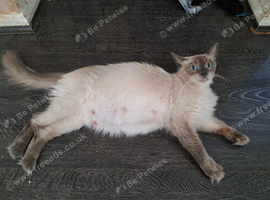 Blue Point ragdolls