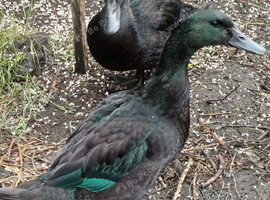 Cayuga ducks