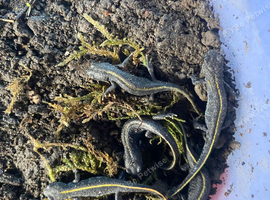 Italian Crested Newts