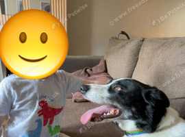 Border collie
