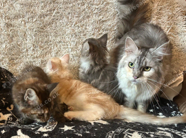Maine Coon Girl Kittens
