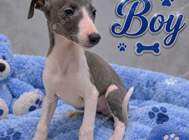 Beautiful Puppies Ready Now