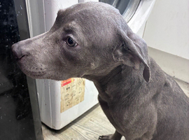 Lurches cross pup