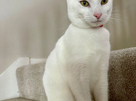 Russian White x British Shorthair Male &ndash; 1 Year Old &ndash; Looking for a Loving Forever Home