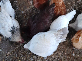 Light/ coronation sussex hens