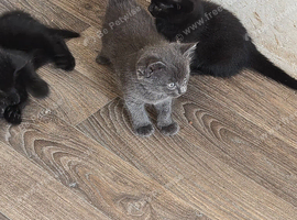 Two moggy kittens