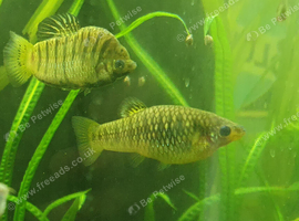 2 x Adult female Humpbacked Limia. &pound;5 for both