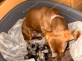 KC reg miniature dachshunds