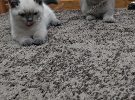 British Shorthair Kitten.