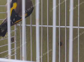 Goldfinches