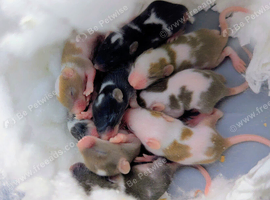 Fancy mice ready to go 8 October