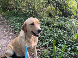 Labradors looking for new home